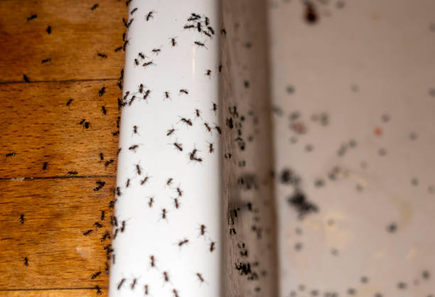 Best Pest Removal Services  in Antioch, IL